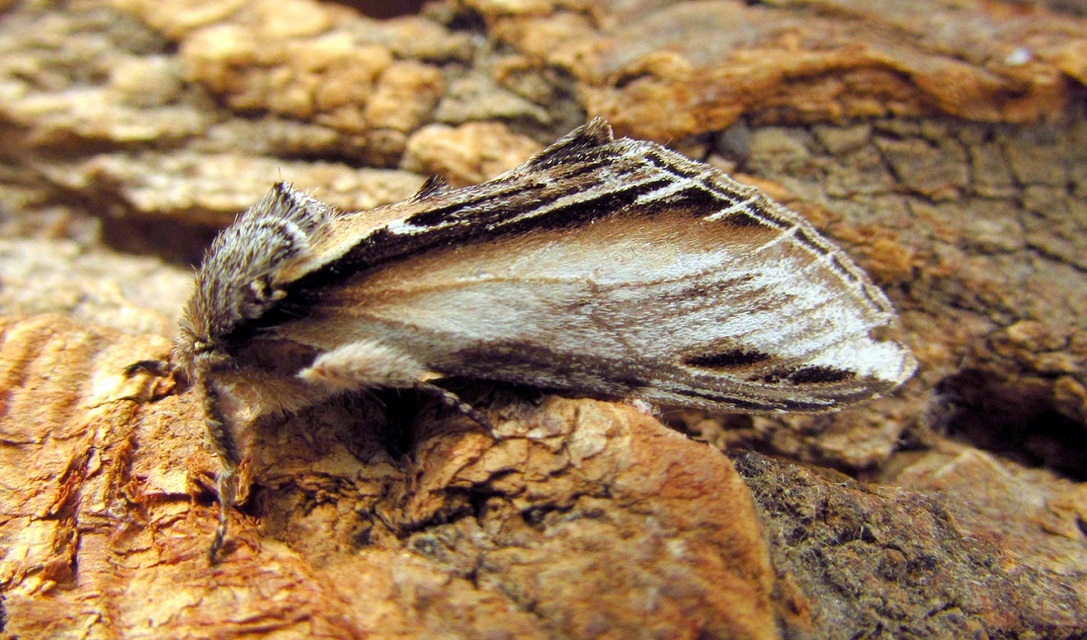 Pheosia tremula - nyárfa-púposszövő
