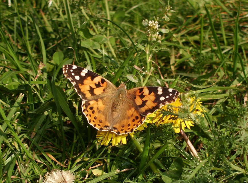 Vanessa cardui - bogáncslepke