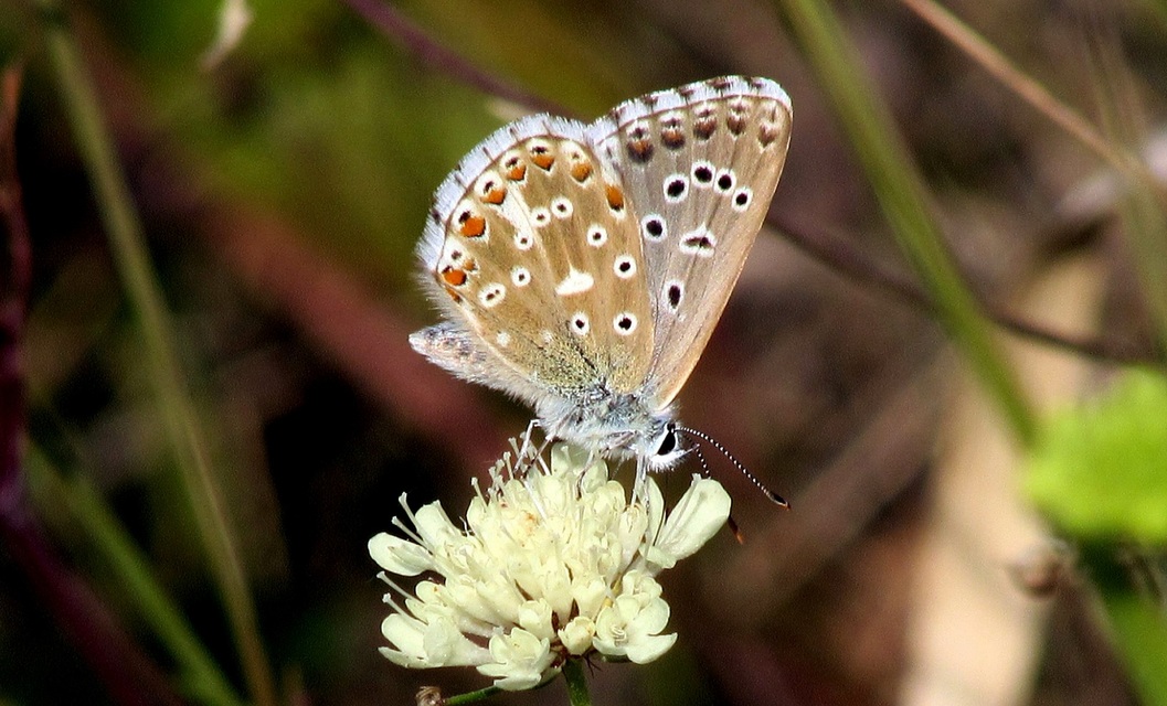 Polyommatus bellargus - égszínű boglárka