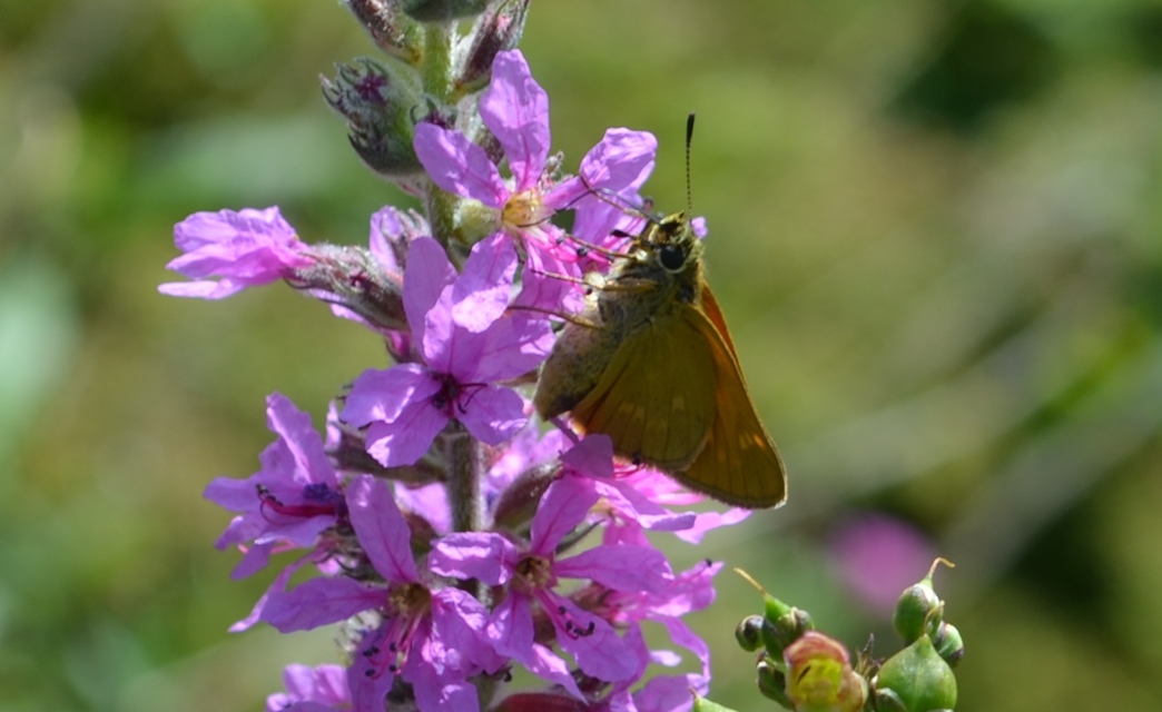 Ochlodes sylvanus - erdei busalepke