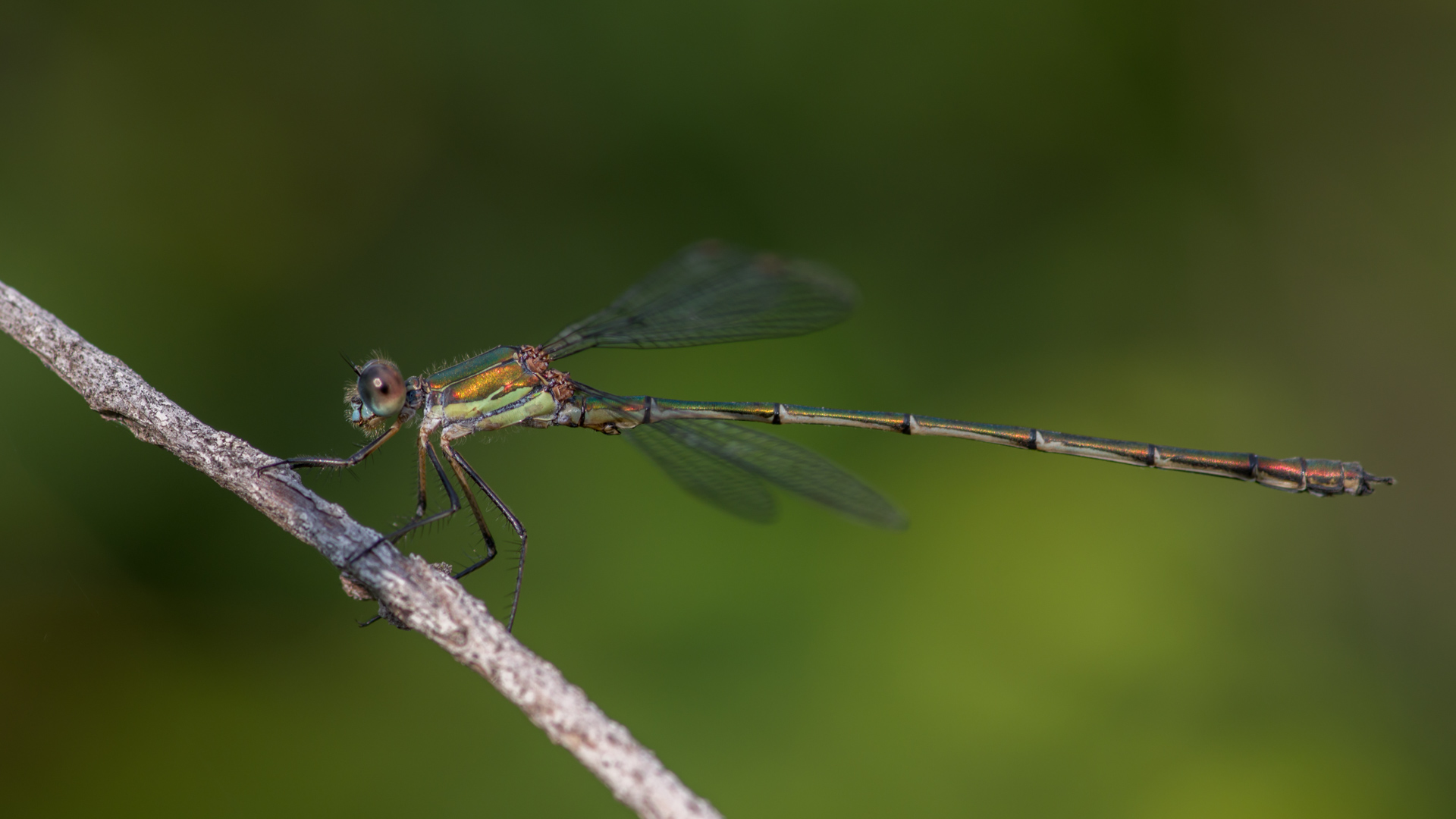 Chalcolestes viridis - nyugati zöld-rablószitakötő