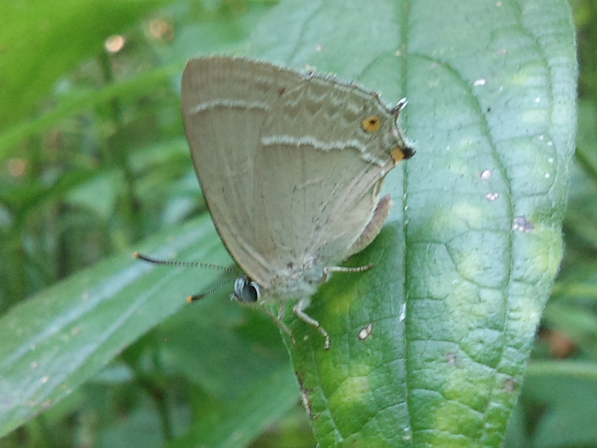 Neozephyrus quercus - tölgyfalepke