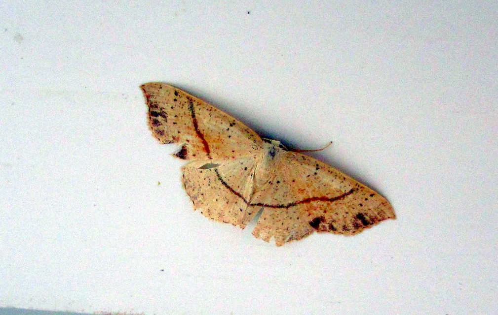 Cyclophora punctaria - sávos pettyesaraszoló