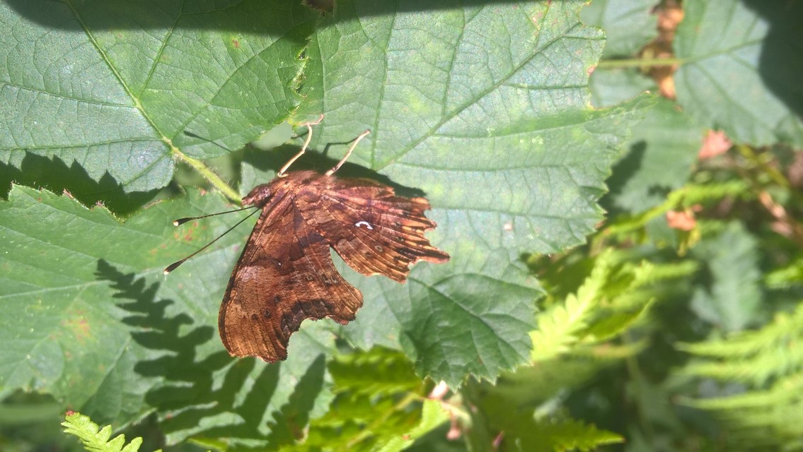 Nymphalis c-album - C-betűs lepke