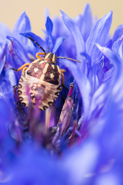 Carpocoris Carpocoris