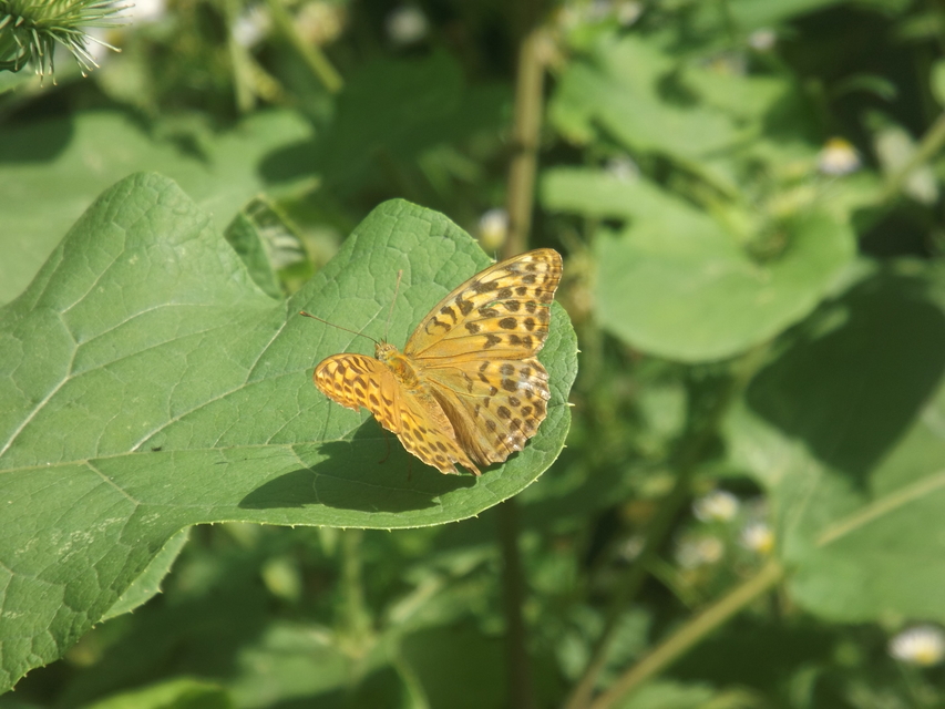 Argynnis paphia - nagy gyöngyházlepke