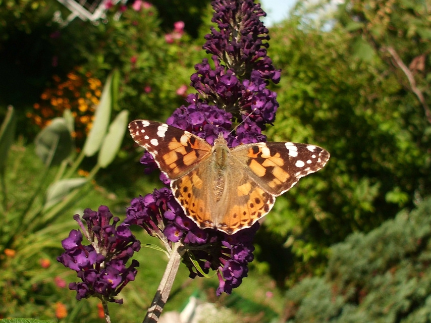 Vanessa cardui - bogáncslepke