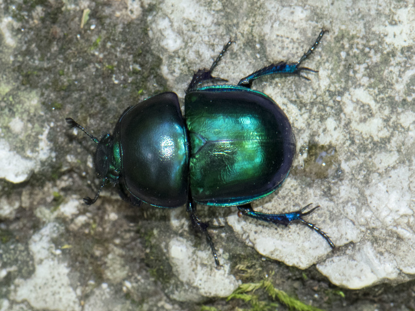 Trypocopris vernalis - tavaszi álganéjtúró