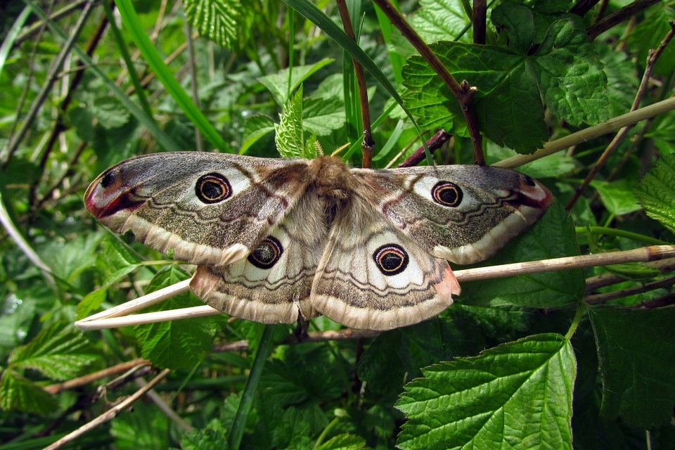Saturnia pavoniella/pavonia