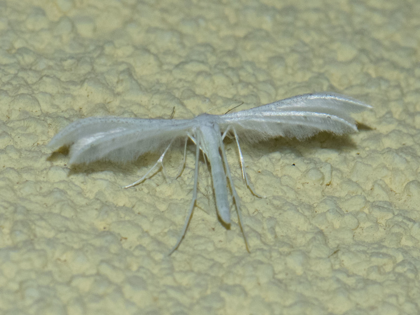Pterophorus pentadactyla - fehér tollasmoly