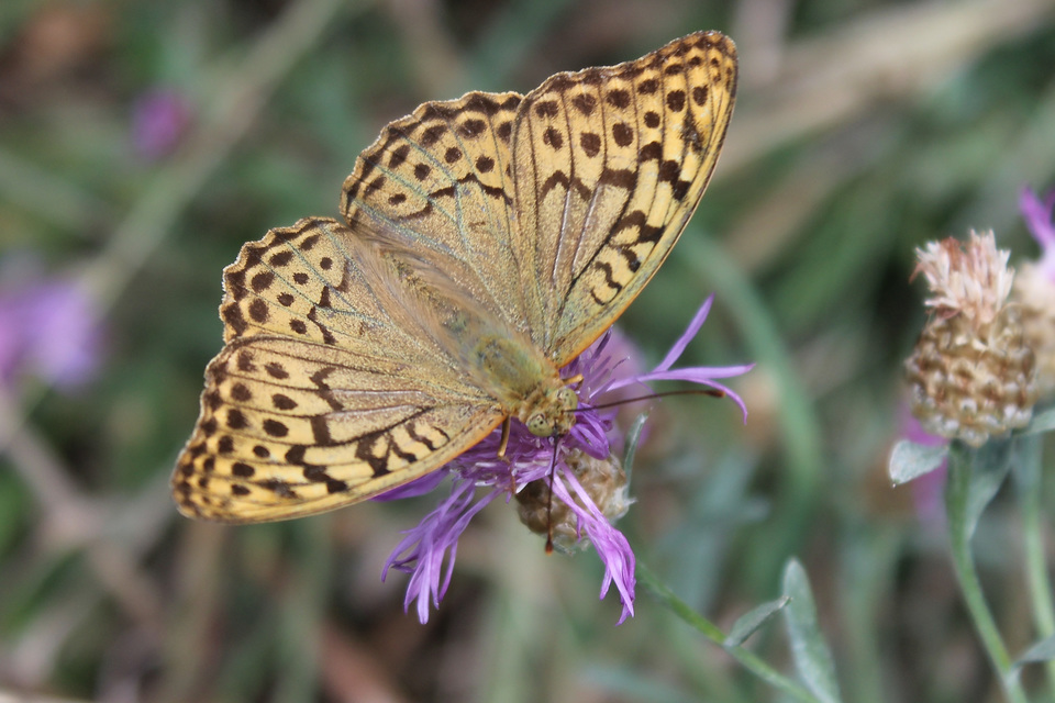 Argynnis pandora - zöldes gyöngyházlepke