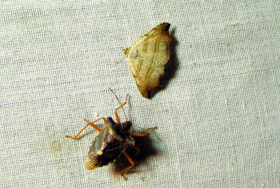 Laspeyria flexula - zuzmóbagoly