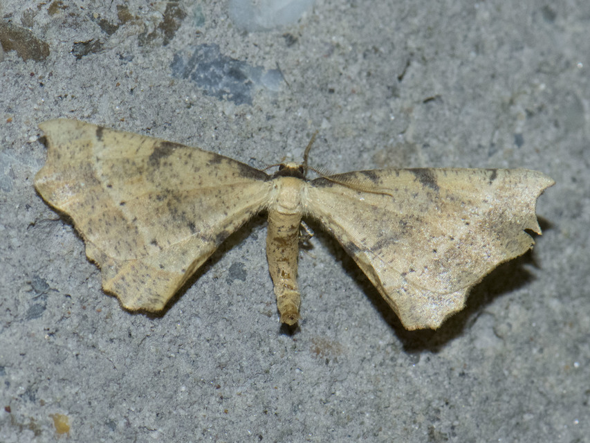 Artiora evonymaria - kecskerágó-araszoló