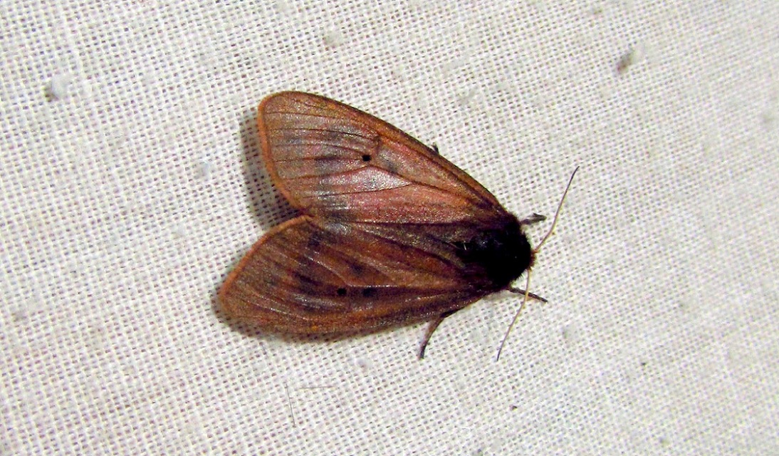 Phragmatobia fuliginosa - füstös medvelepke