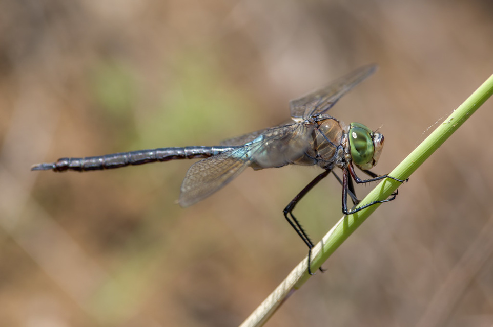 Anax parthenope - barna óriásacsa