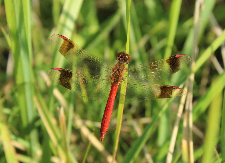 Sympetrum pedemontanum - szalagos katona-szitakötő