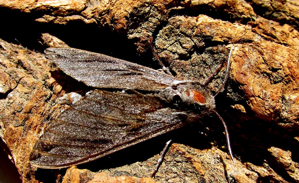 Hyloicus pinastri - fenyőszender