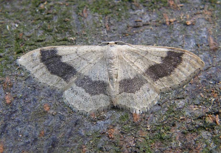 Idaea aversata - nagy sávosaraszoló