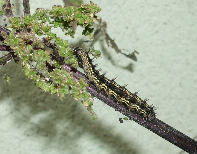 Nymphalis urticae - kis rókalepke