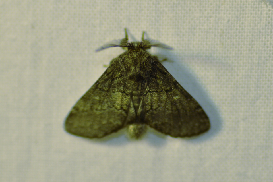 Gluphisia crenata - kormos púposszövő
