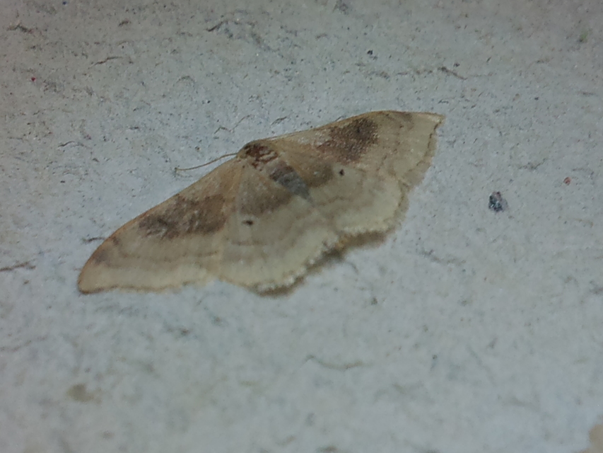 Idaea degeneraria - barnasávos araszoló