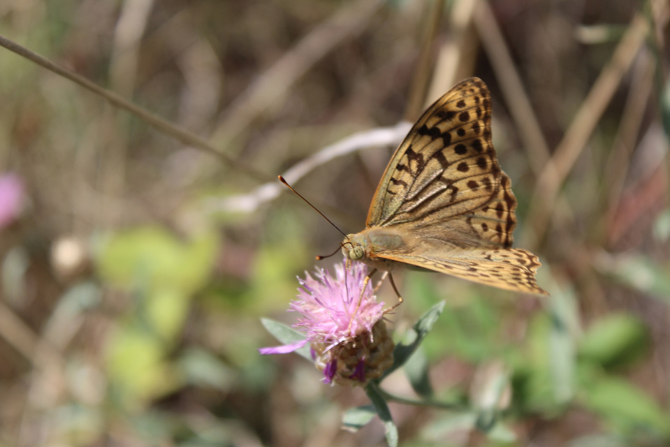 Argynnis pandora - zöldes gyöngyházlepke