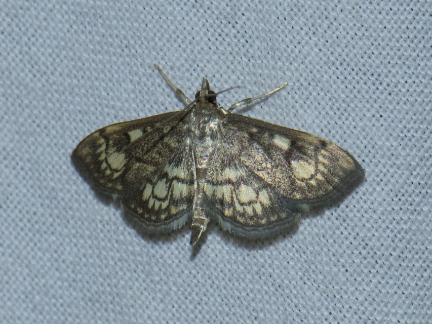 Anania stachydalis - mocsári dudvamoly