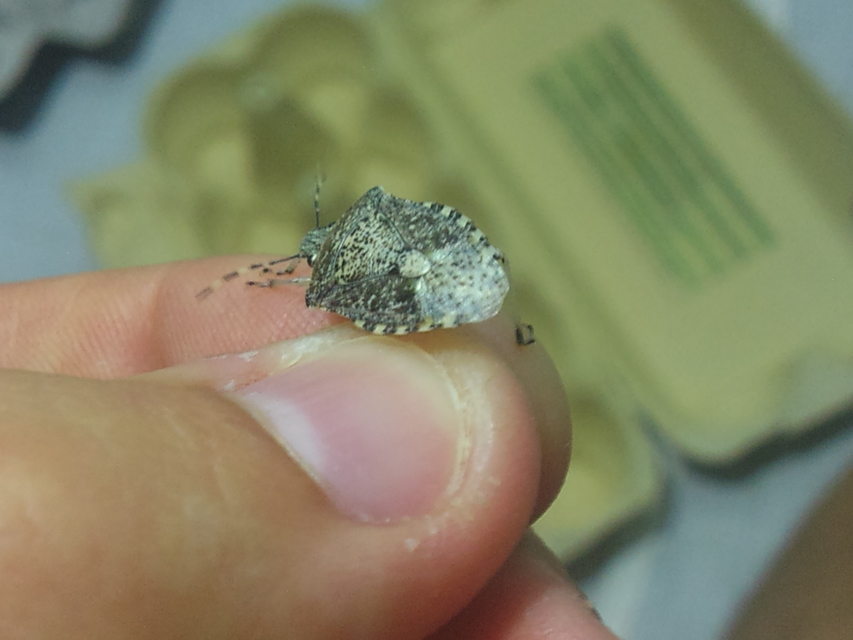Rhaphigaster nebulosa - bencepoloska