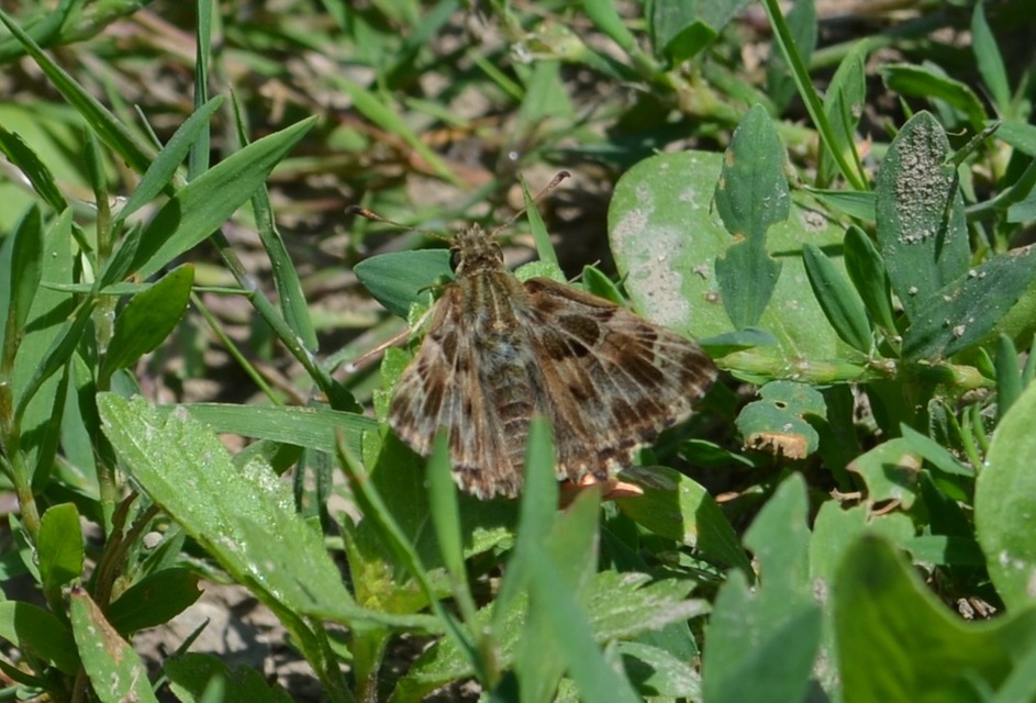 Carcharodus alceae - mályva-busalepke