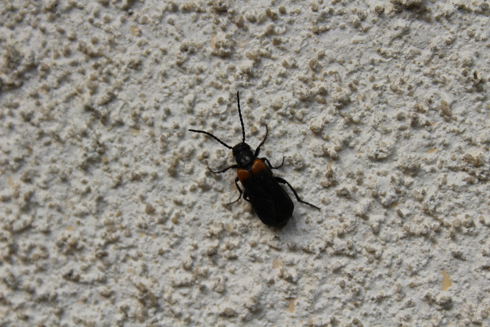 Sitaris muralis - pirosvállú méhbogár