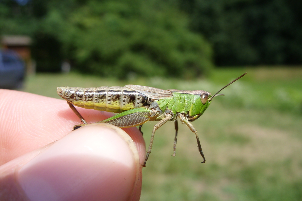 Pseudochorthippus parallelus - közönséges rétisáska