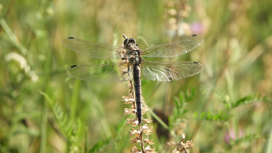 Orthetrum cancellatum - feketefarkú pásztorszitakötő