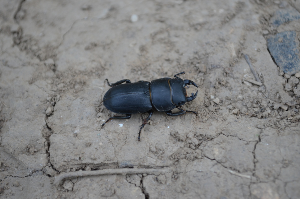 Dorcus parallelipipedus - kis szarvasbogár