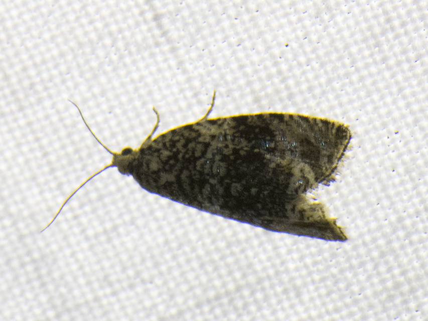Celypha lacunana - vízparti tükrösmoly
