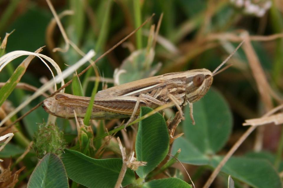 Euchorthippus declivus - rövidszárnyú rétisáska