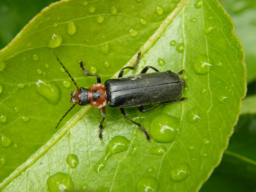 Cantharis rustica - suszterbogár