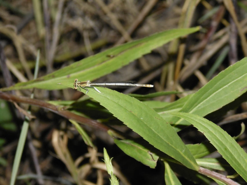 Platycnemis pennipes - széleslábú szitakötő