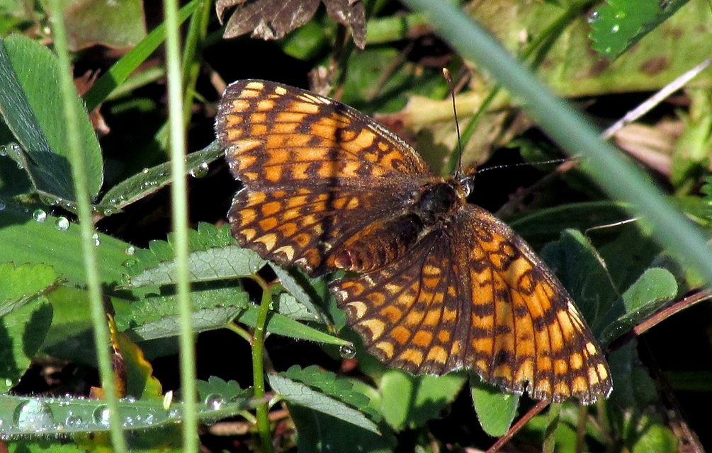 Melitaea phoebe - nagy tarkalepke