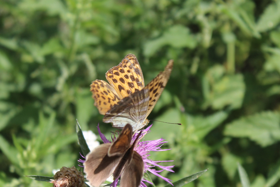 Argynnis paphia - nagy gyöngyházlepke