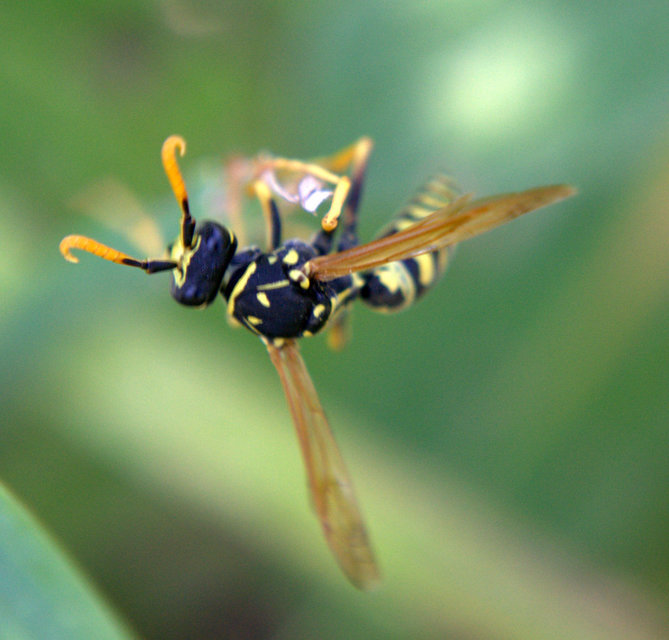 Polistes - papírdarazsak