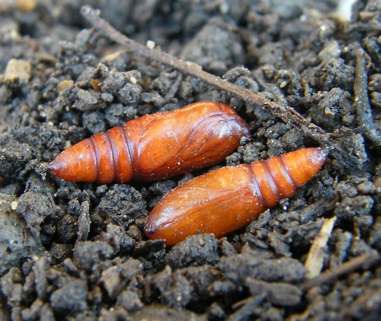 Schinia cardui - keserűgyökér-nappalibagoly