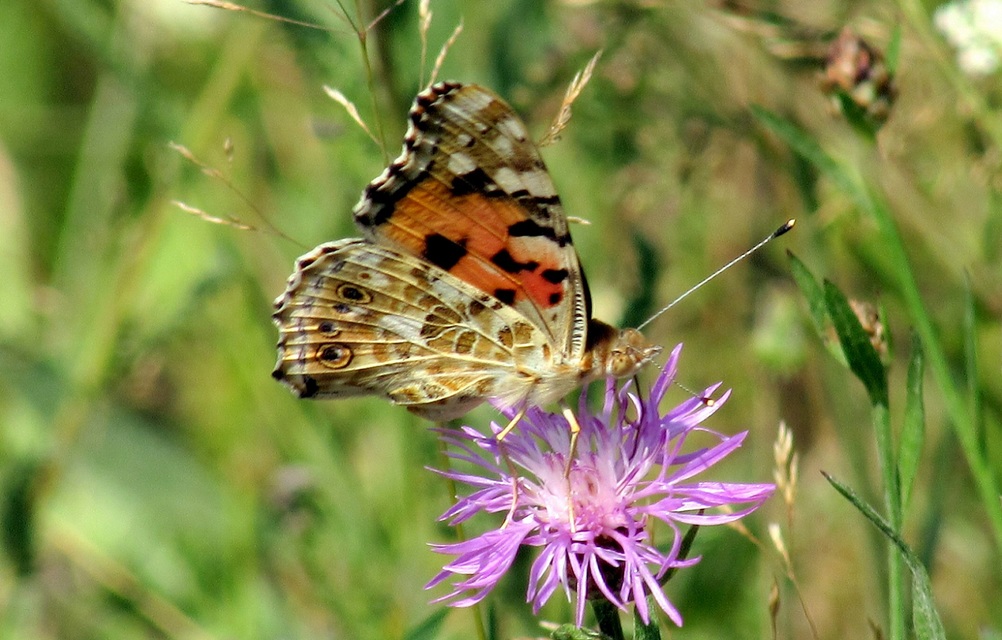 Vanessa cardui - bogáncslepke