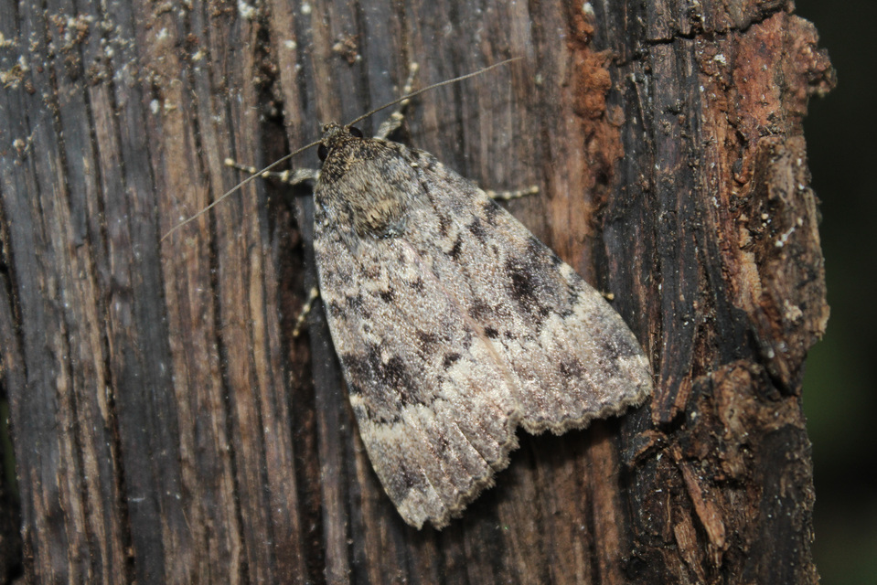 Amphipyra berbera/pyramidea