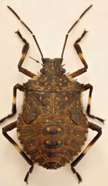 halyomorpha halys - Halyomorpha halys