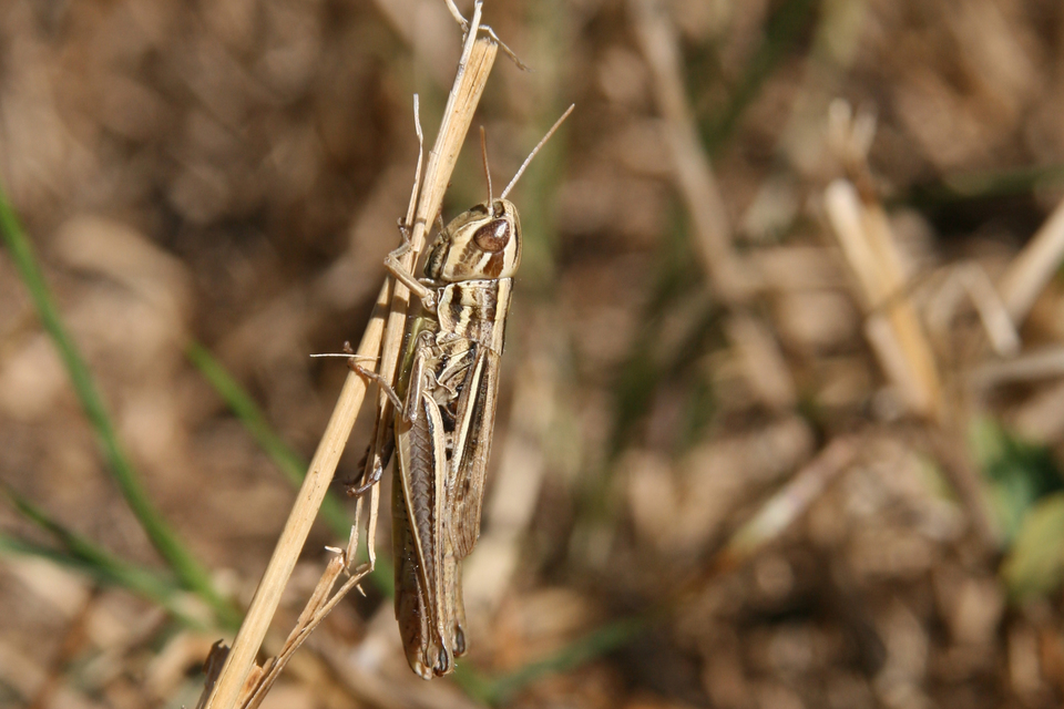Euchorthippus declivus - rövidszárnyú rétisáska