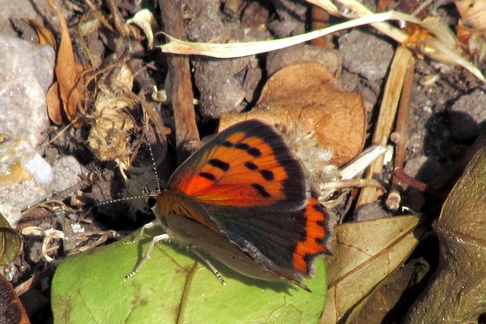 Lycaena phlaeas - közönséges tűzlepke