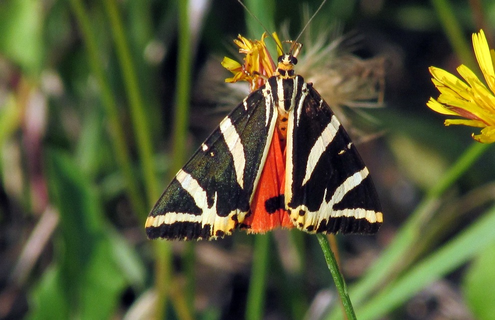 Euplagia quadripunctaria - csíkos medvelepke