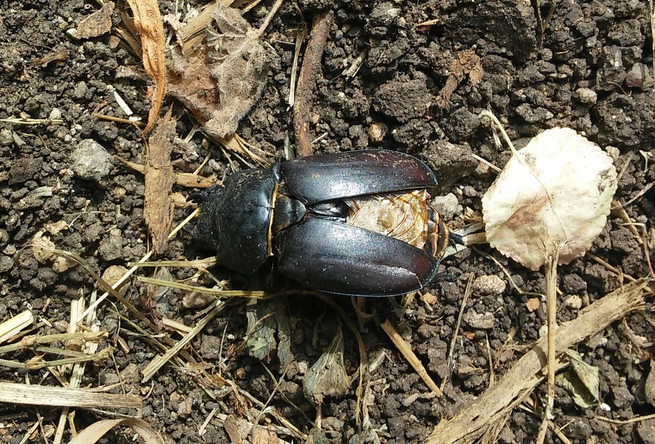 Lucanus cervus - nagy szarvasbogár