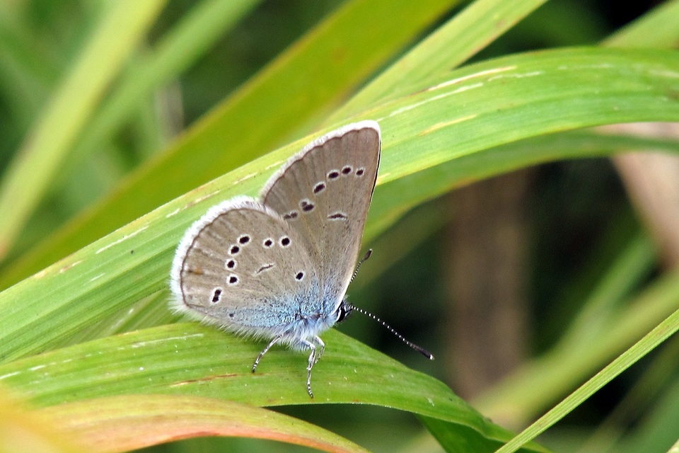 Cyaniris semiargus - aprószemes boglárka
