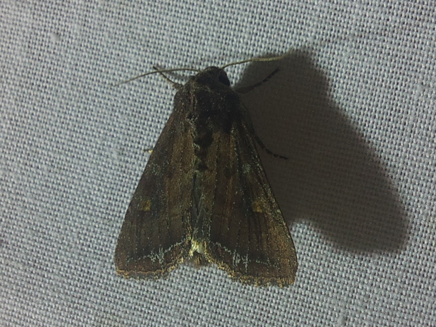 Lacanobia oleracea - saláta-kertibagoly